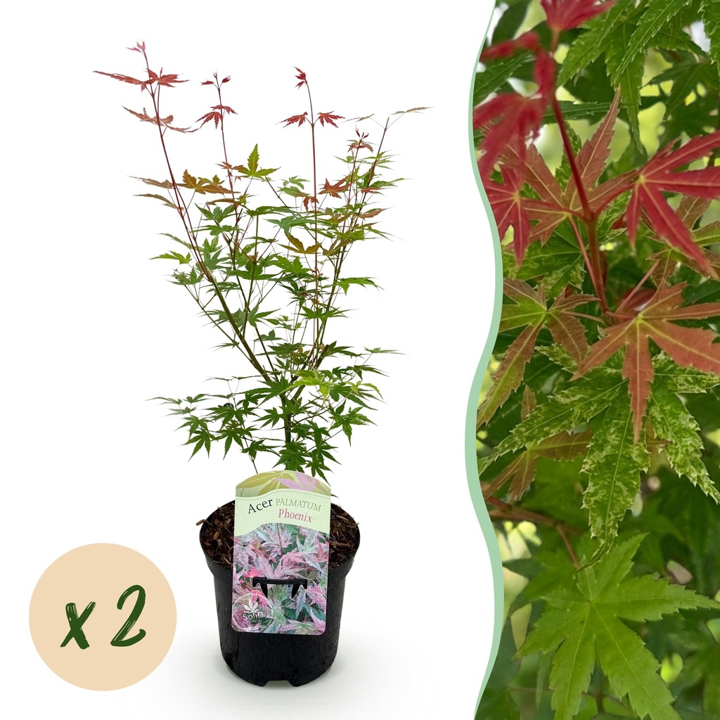 Balkonpflanze - Japanischer Ahorn - Acer palmatum Phoenix - Rosa - 2 Pflanzen - Laubabwerfend - Topf 19 cm - Höhe 70 cm