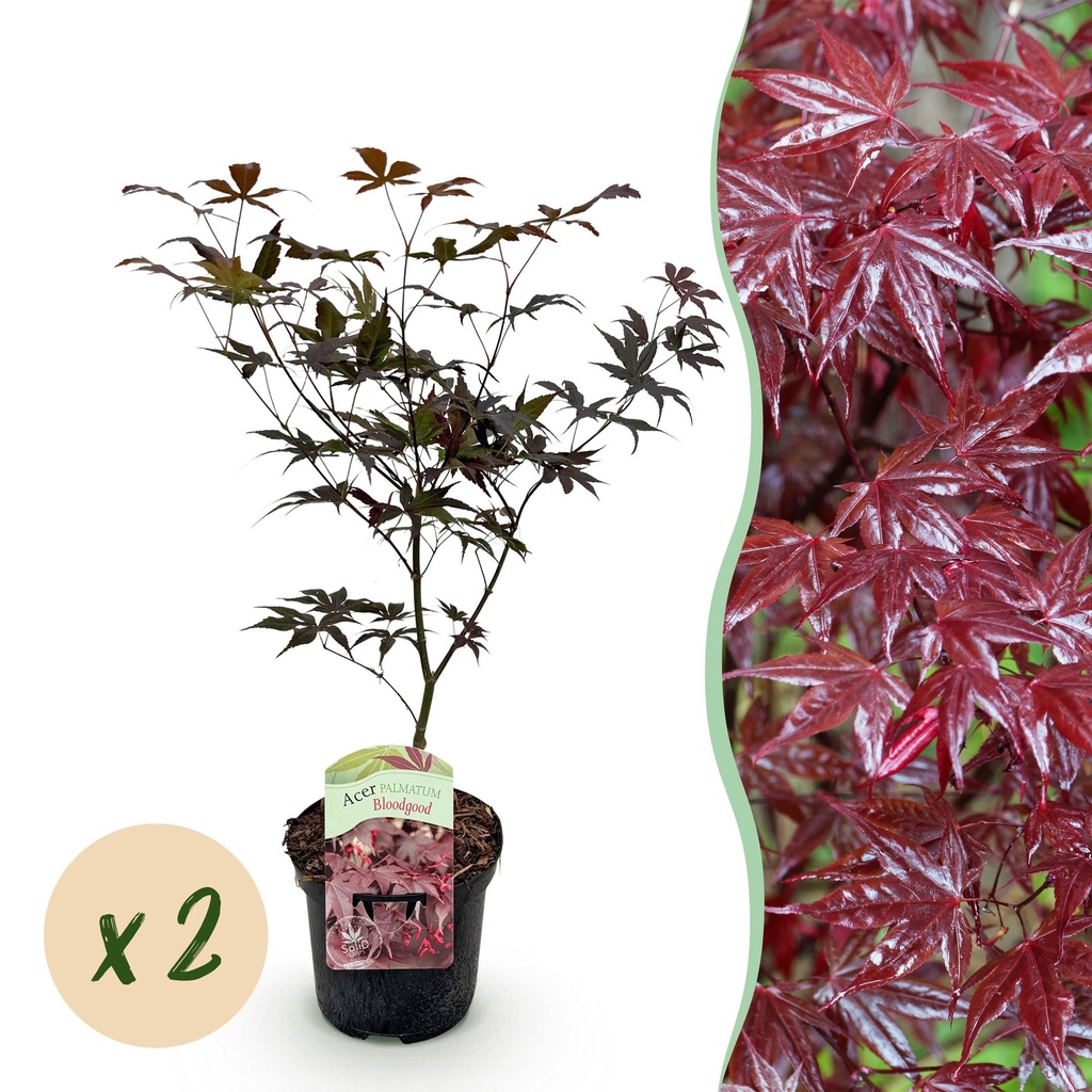 Balkonpflanze - Japanischer Ahorn - Acer palmatum Bloodgood - Rot - 2 Pflanzen - Laubabwerfend - Topf 19cm Höhe 70cm