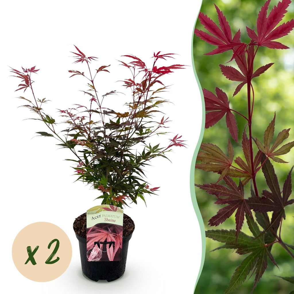 Balkonpflanze - Japanischer Ahorn - Acer palmatum Shaina - Rot - 2 Pflanzen - Laubabwerfend - Topf 19 cm - Höhe 70 cm