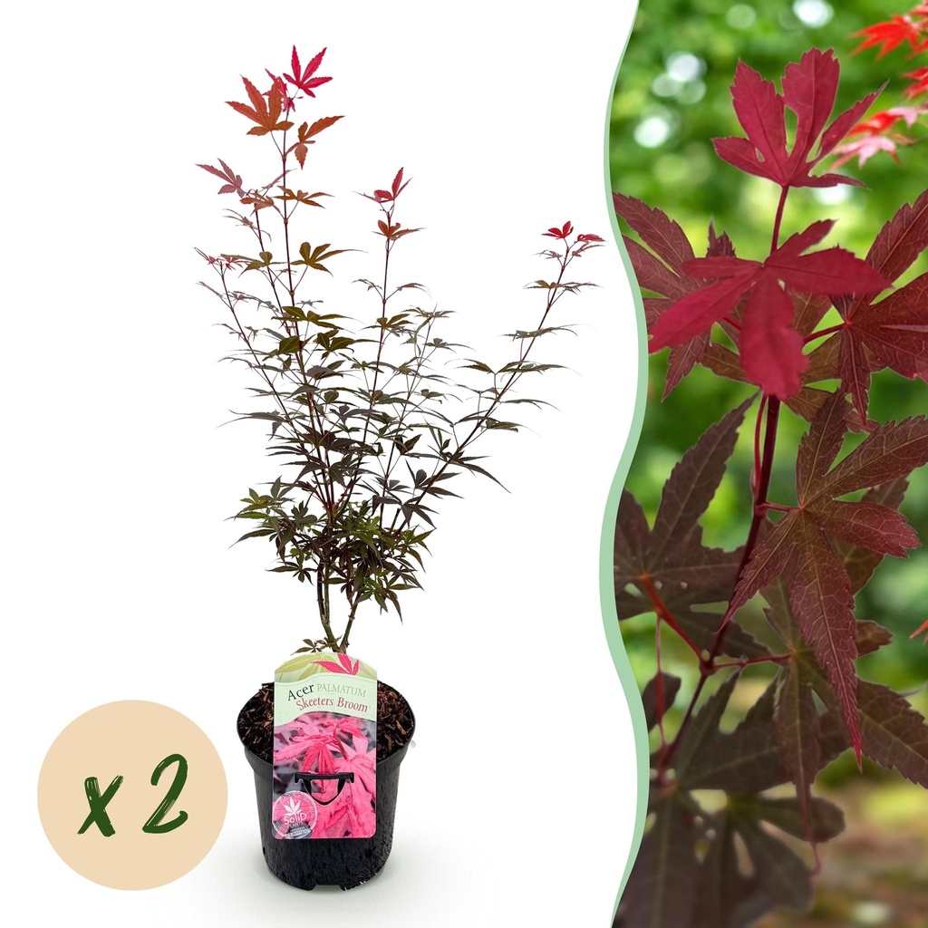 Balkonpflanze - Japanischer Ahorn - Acer palmatum Skeetsers Broom - Lila - 2 Pflanzen - Laubabwerfend - Topf 19 cm - Höhe 70 cm