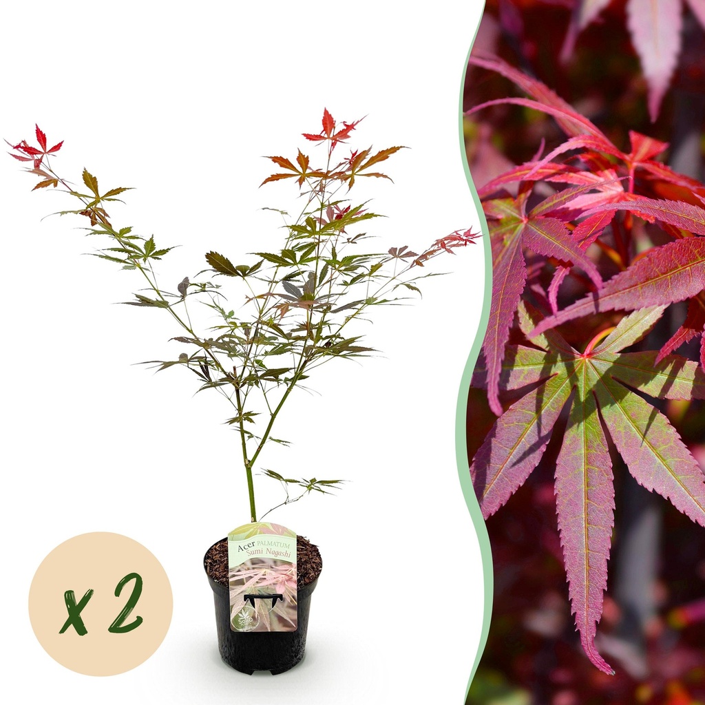 Balkonpflanze - Japanischer Ahorn - Acer palmatum Sumi-nagashi - Rot - 2 Pflanzen - Laubabwerfend - Topf 19 cm - Höhe 70 cm
