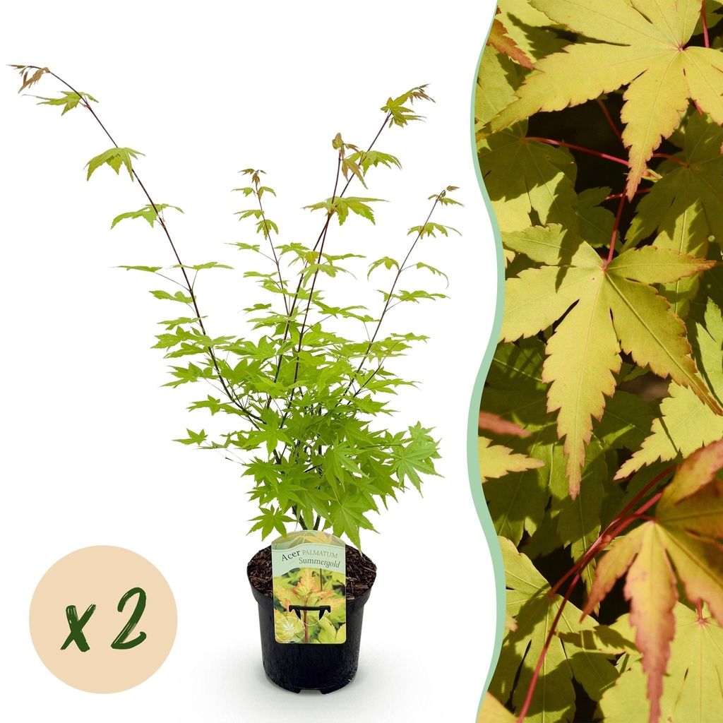 Balkonpflanze - Japanischer Ahorn - Acer palmatum Summergold - Gelb - 2 Pflanzen - Laubabwerfend - Topf 19 cm - Höhe 70 cm