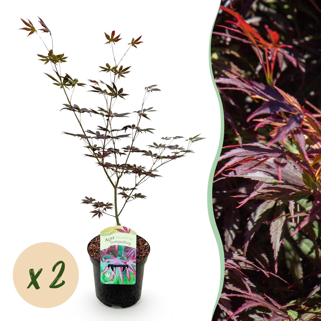 Balkonpflanze - Japanischer Ahorn - Acer palmatum Trompenburg - Dunkel Lila - 2 Pflanzen - Laubabwerfend - Topf 19cm Höhe 70cm