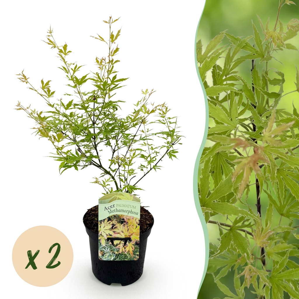 Balkonpflanze - Japanischer Ahorn - Acer palmatum Methamorphosa - Grün - 2 Pflanzen - Laubabwerfend - Topf 19cm Höhe 70cm