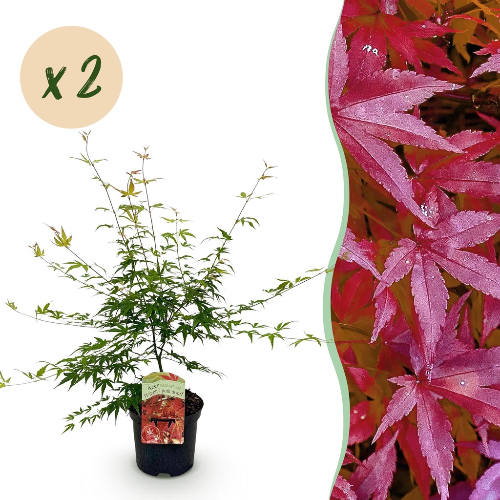 Balkonpflanze - Japanischer Ahorn - Acer palmatum Pink Dwarf - Rosa - 2 Pflanzen - Laubabwerfend - Topf 19cm Höhe 70cm