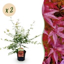 Fächer-Ahorns Pink Dwarf' (Acer palmatum) – winterhartes Ziergehölz, Höhe ca. 19 cm