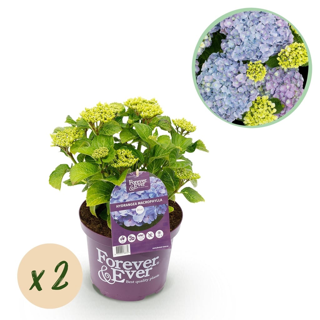 Balkonpflanze - Hortensie - Hydrangea Forever & Ever - Blau - 7-12 Blüten - 2 Pflanzen - Topf 23 cm - Höhe 55 cm