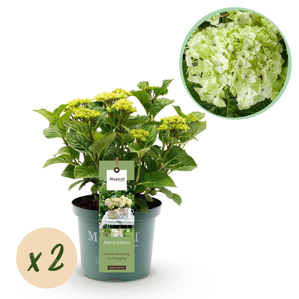 Balkonpflanze - Hortensie - Hydrangea Magical Noblesse - Weiß - 6-10 Blüten - 2 Pflanzen - Topf 23cm Höhe 55cm