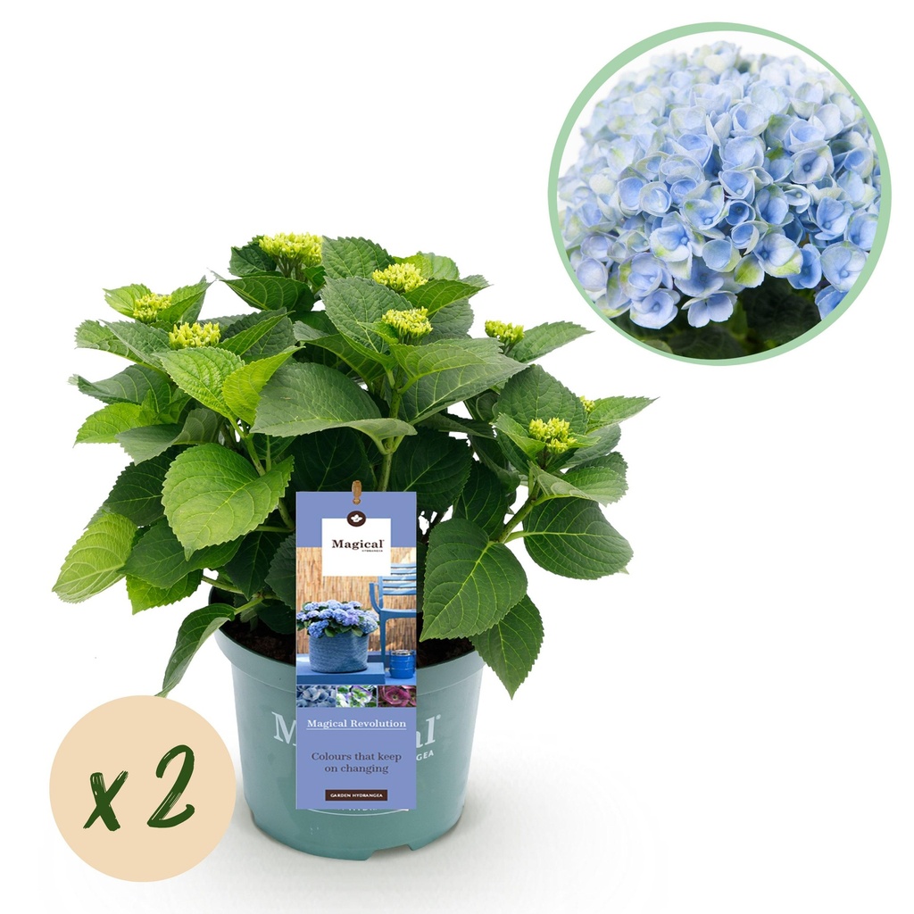 Balkonpflanze - Hortensie - Hydrangea Magical Revolution Blue - Blau - 6-10 Blüten - 2 Pflanzen - Topf 23cm Höhe 55cm