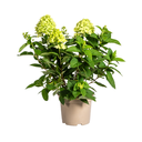 Rispenhortensie (Hydrangea paniculata) – winterharter Blütenstrauch, Topf-Ø 19 cm, Höhe ca. 19 cm