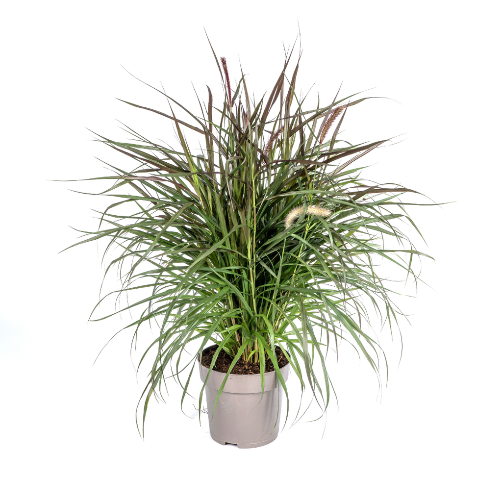 Lampenputzergras (Cenchrus advena) – winterhartes Ziergras, Topf-Ø 27 cm, Höhe ca. 27 cm