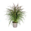 Lampenputzergras (Cenchrus advena) – winterhartes Ziergras, Topf-Ø 27 cm, Höhe ca. 27 cm