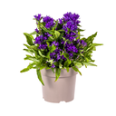 Campanula Glomerata Genti Blau Ø19cm - ↕30 - 40cm