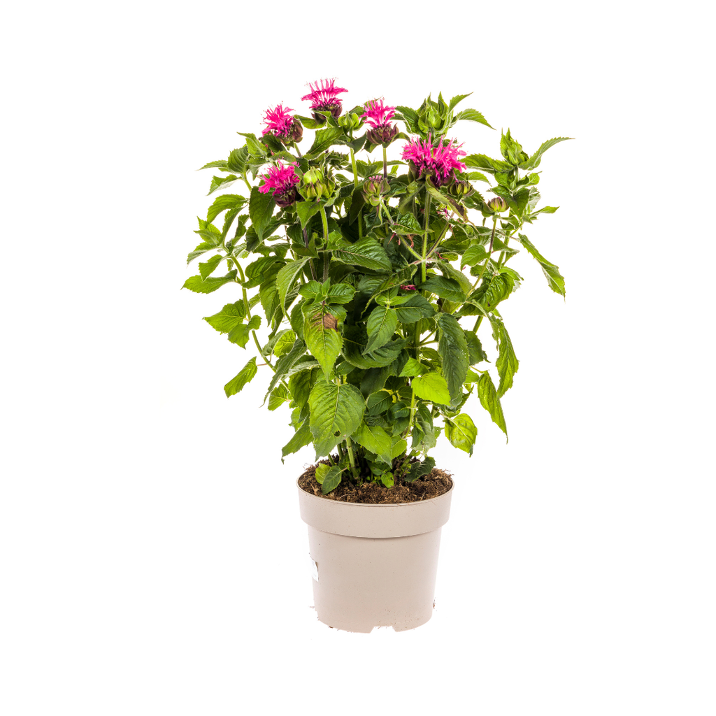 Monarda Didyma Rosa Ø19cm - ↕45 - 60cm