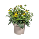 Goldstern-Sonnenhut (Rudbeckia fulgida) – winterharte Staude, Topf-Ø 19 cm, Höhe ca. 19 cm