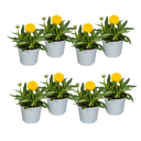 8x Coreopsis Grandiflora Ø13cm - ↕25 - 35cm