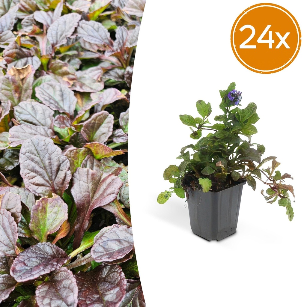 24x Ajuga reptans - ↕10-25cm - Ø9cm