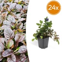 24x Ajuga reptans - ↕10-25cm - Ø9cm