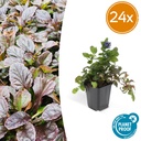 Kriechender Günsel 24er-Set (Ajuga reptans) – winterharte Bodendecker-Staude, Topf-Ø 9 cm, Höhe ca. 25 cm