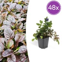 48x Ajuga reptans - ↕10-25cm - Ø9cm