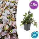 Kriechender Günsel 48er-Set (Ajuga reptans) – winterharte Bodendecker-Staude, Topf-Ø 9 cm, Höhe ca. 25 cm