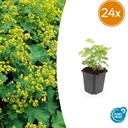 Weicher Frauenmantel 24er-Set (Alchemilla mollis) – winterharte Staude, Topf-Ø 9 cm, Höhe ca. 25 cm