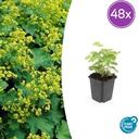 Weicher Frauenmantel 48er-Set (Alchemilla mollis) – winterharte Staude, Topf-Ø 9 cm, Höhe ca. 25 cm
