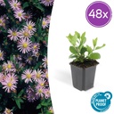 Wildaster 'Asran' 48er-Set (Aster ageratoides) – winterharte Staude, Topf-Ø 9 cm, Höhe ca. 25 cm