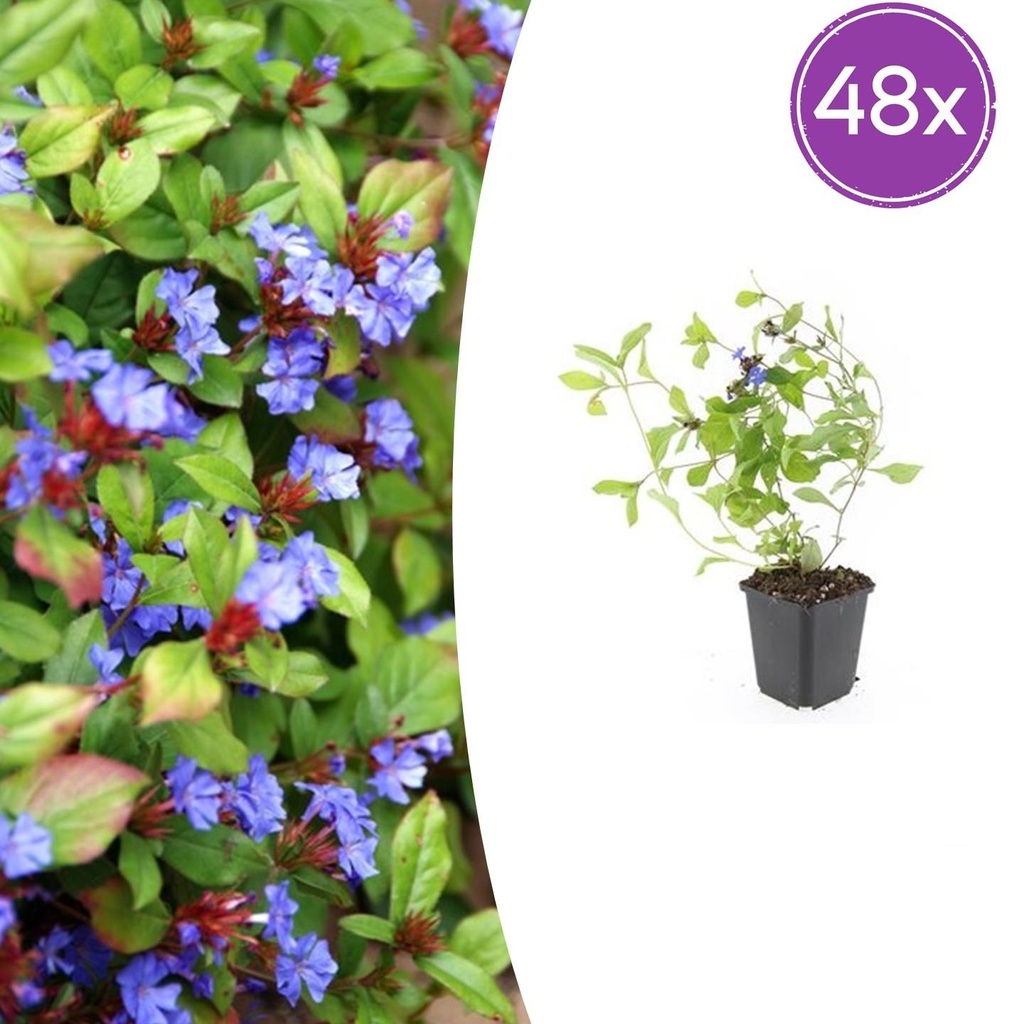 48x Ceratostigma plumbaginoides - ↕10-25cm - Ø9cm