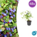 Chinesische Bleiwurz 48er-Set (Ceratostigma plumbaginoides) – winterharte Bodendecker-Staude, Topf-Ø 9 cm, Höhe ca. 25 cm