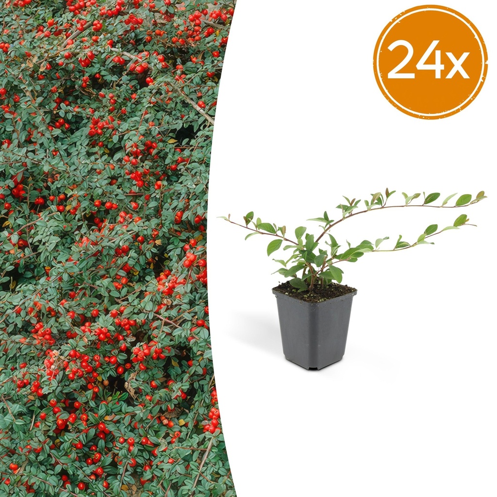 24x Cotoneaster dam. 'Major' - ↕25cm - Ø9cm