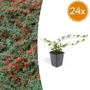 24x Cotoneaster dam. 'Major' - ↕25cm - Ø9cm