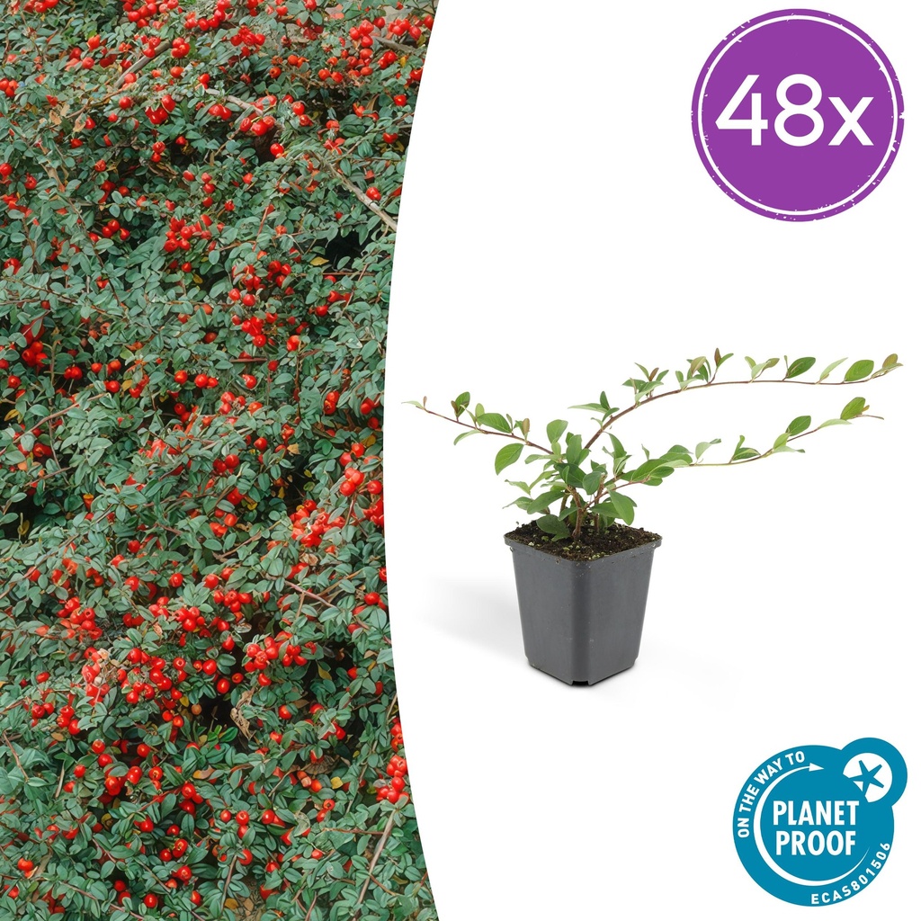 Teppich-Zwergmispel 'Major' 48er-Set (Cotoneaster dammeri) – winterharter Bodendecker, Topf-Ø 9 cm, Höhe ca. 25 cm