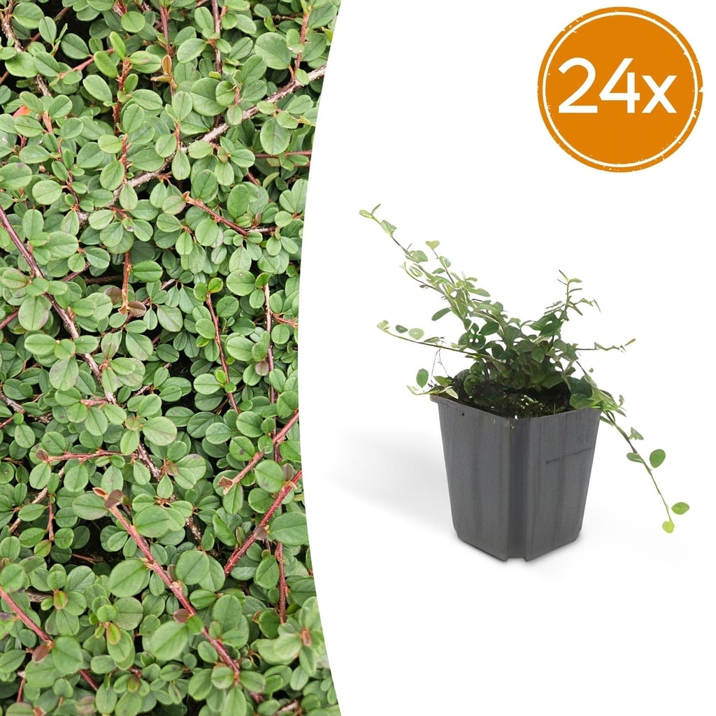 24x Cotoneaster pr. 'Queen of Carpets' - ↕10-25cm - Ø9cm
