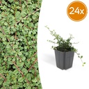 24x Cotoneaster pr. 'Queen of Carpets' - ↕10-25cm - Ø9cm