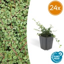 Zickzackstrauch 'Queen of Carpets' 24er-Set (Cotoneaster) – winterharter Zierstrauch, Topf-Ø 9 cm, Höhe ca. 25 cm