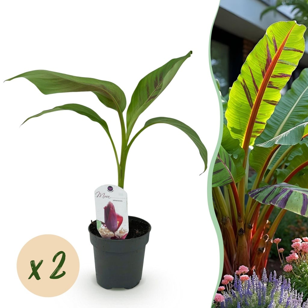 Obstpflanze - Bananenpflanze - Musa sikkemensis Red Tiger - Winterhart - 2 Pflanzen - Topf 12cm Höhe 30cm