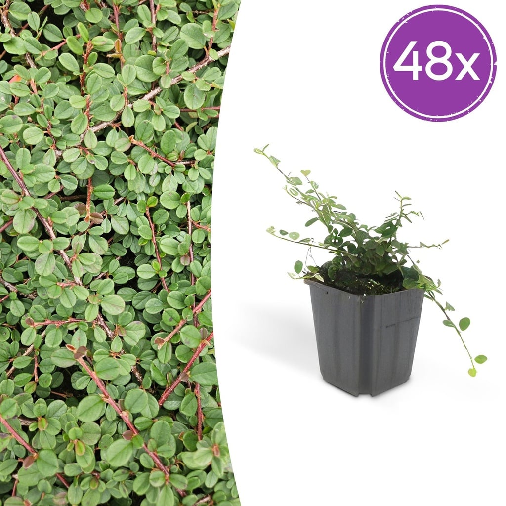 48x Cotoneaster pr. 'Queen of Carpets' - ↕10-25cm - Ø9cm