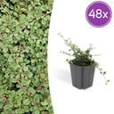 48x Cotoneaster pr. 'Queen of Carpets' - ↕10-25cm - Ø9cm