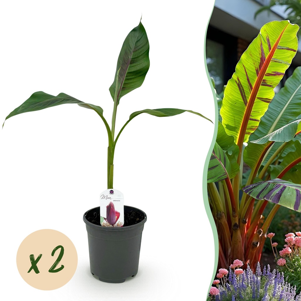 Obstpflanze - Bananenpflanze - Musa sikkemensis Red Tiger - Winterhart - 2 Pflanzen - Topf 17 cm - Höhe 40 cm
