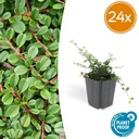 Zwergmispel 'Streib' 24er-Set (Cotoneaster dammeri) – winterharter Bodendecker, Topf-Ø 9 cm, Höhe ca. 25 cm