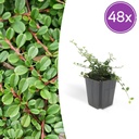 48x Cotoneaster pr. 'Streib's Findling' - ↕10-25cm - Ø9cm