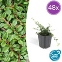 Zwergmispel 'Streib' 48er-Set (Cotoneaster dammeri) – winterharter Bodendecker, Topf-Ø 9 cm, Höhe ca. 25 cm