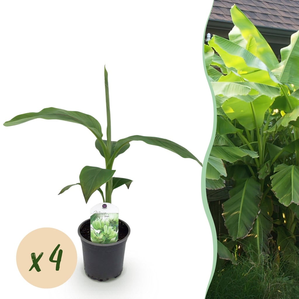 Obstpflanze - Bananenpflanze - Musa Basjoo - Winterhart - 4 Pflanzen - Topf 12cm Höhe 30cm