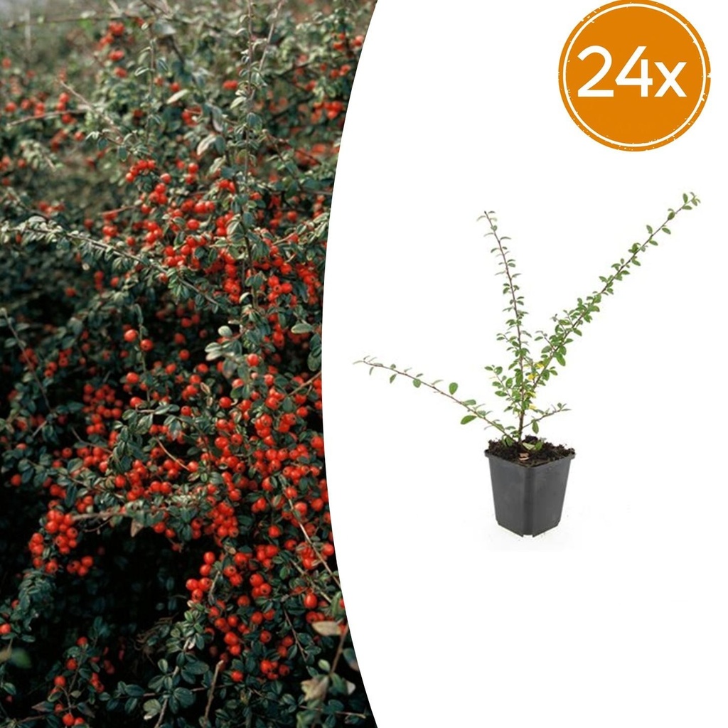 24x Cotoneaster suec. 'Coral Beauty' - ↕10-25cm - Ø9cm