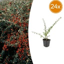 24x Cotoneaster suec. 'Coral Beauty' - ↕10-25cm - Ø9cm