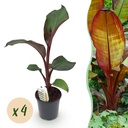 Rote Zierbanane (Ensete ventricosum) – winterharte Zierbanane, Höhe ca. 17 cm