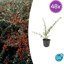 Schwedische Zwergmispel 'Coral Beauty' 48er-Set (Cotoneaster suecicus) – winterharter Bodendecker, Topf-Ø 9 cm, Höhe ca. 25 cm