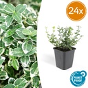 Immergrüne Kriechspindel 'Emerald Gaiety' 24er-Set (Euonymus fortunei) – winterharter immergrüner Bodendecker, Topf-Ø 9 cm, Höhe ca. 25 cm