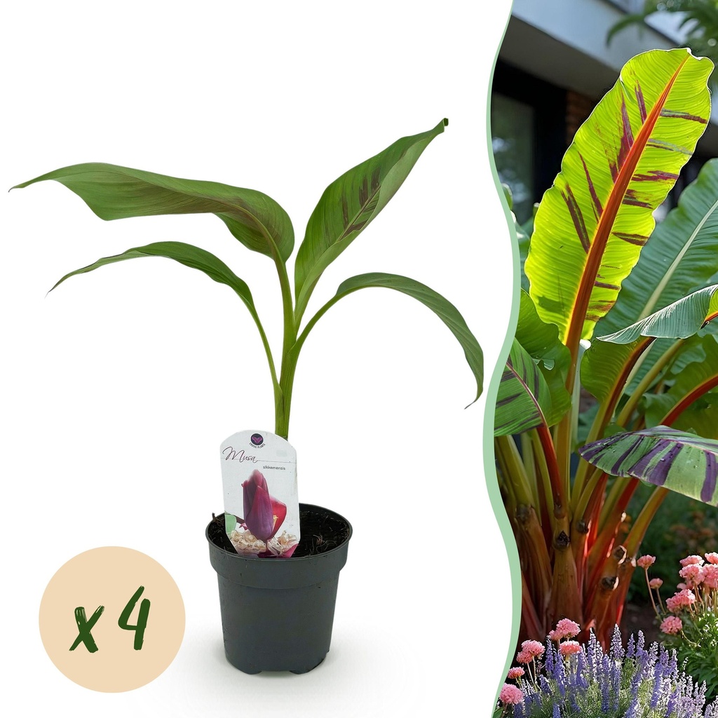 Obstpflanze - Bananenpflanze - Musa sikkemensis Red Tiger - Winterhart - 4 Pflanzen - Topf 12cm Höhe 30cm